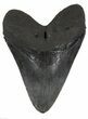 Large, Fossil Megalodon Tooth #56824-1